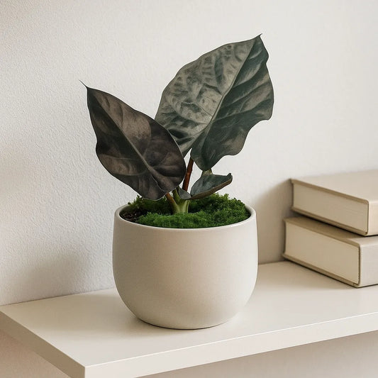 20 - 30cm Alocasia Infernalis Black Magic House Plant 10.5 cm Pot