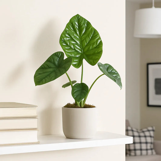 20 - 30cm Alocasia Lukiwan House Plant 10,5 cm Pot