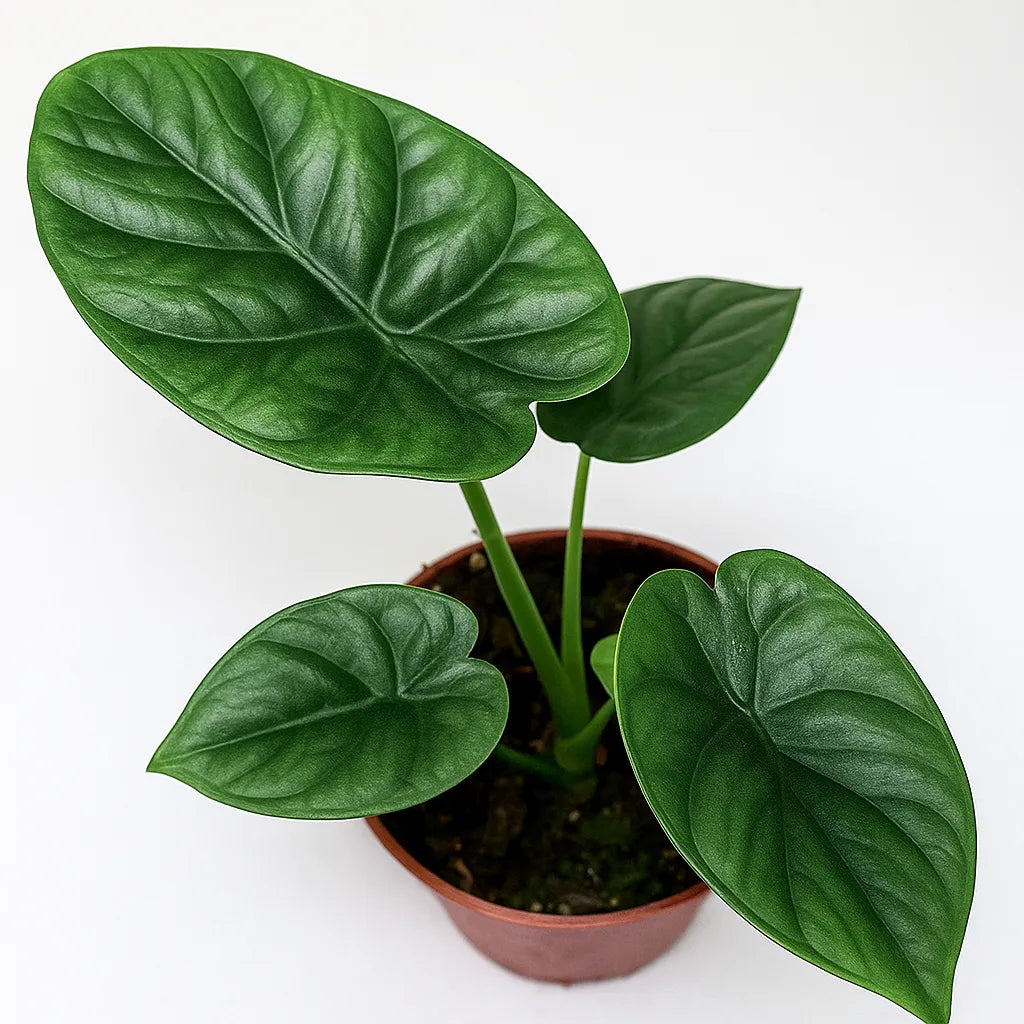 20 - 30cm Alocasia Lukiwan House Plant 10,5 cm Pot