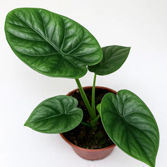20 - 30cm Alocasia Lukiwan House Plant 10,5 cm Pot