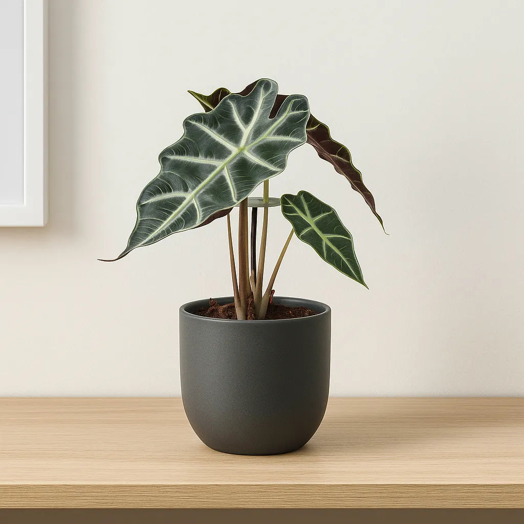 20 - 30cm Alocasia Polly Elephant Ear 12cm Pot