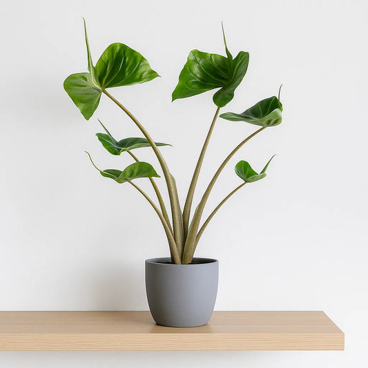 20 - 30cm Alocasia Stingray House Plant 10,5 cm Pot