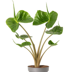 20 - 30cm Alocasia Stingray House Plant 10,5 cm Pot