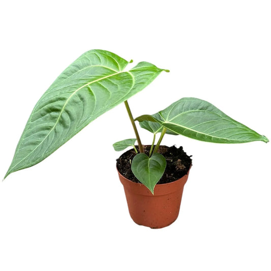 20 - 30cm Anthurium Villenaorum x Veitchii House Plant 14 cm Pot