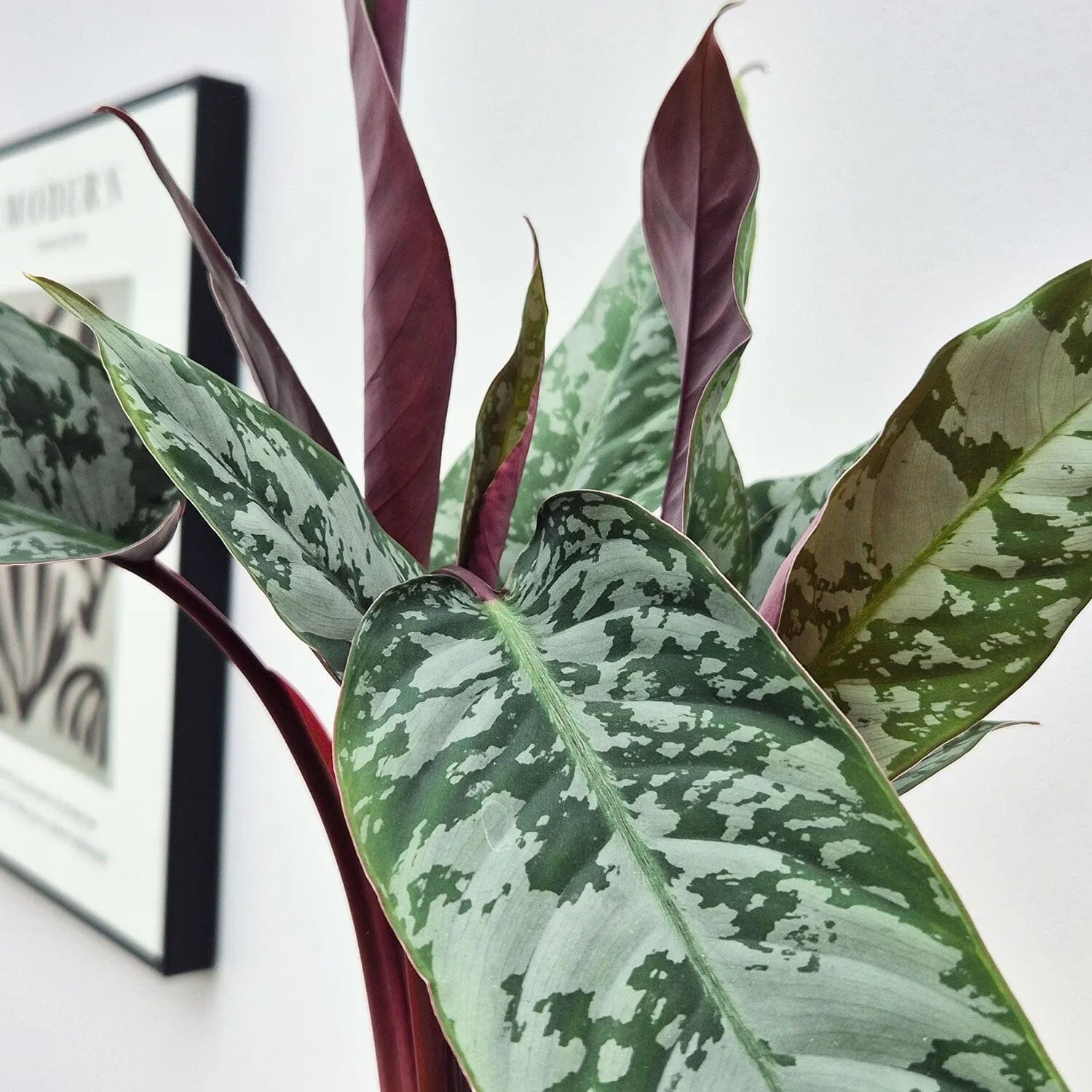 20 - 30cm Apoballis Acuminatissima Red Sword House Plant 12cm Pot