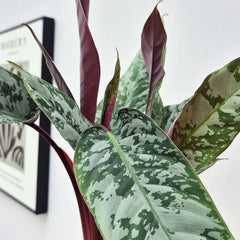 20 - 30cm Apoballis Acuminatissima Red Sword House Plant 12cm Pot