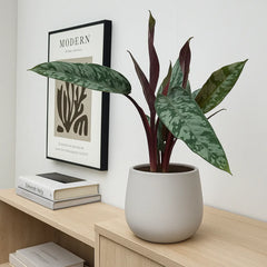 20 - 30cm Apoballis Acuminatissima Red Sword House Plant 12cm Pot