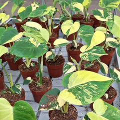 20 - 30cm Aurea Monstera Deliciosa Cheese House Plant 12cm Pot
