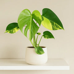 20 - 30cm Aurea Monstera Deliciosa Cheese House Plant 12cm Pot