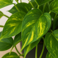 20 - 30cm Aureum Pothos Epipremnum House Plant 23cm Bowl