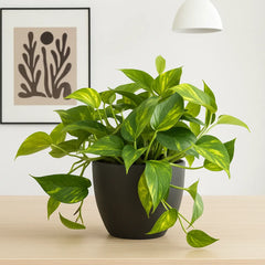20 - 30cm Aureum Pothos Epipremnum House Plant 23cm Bowl