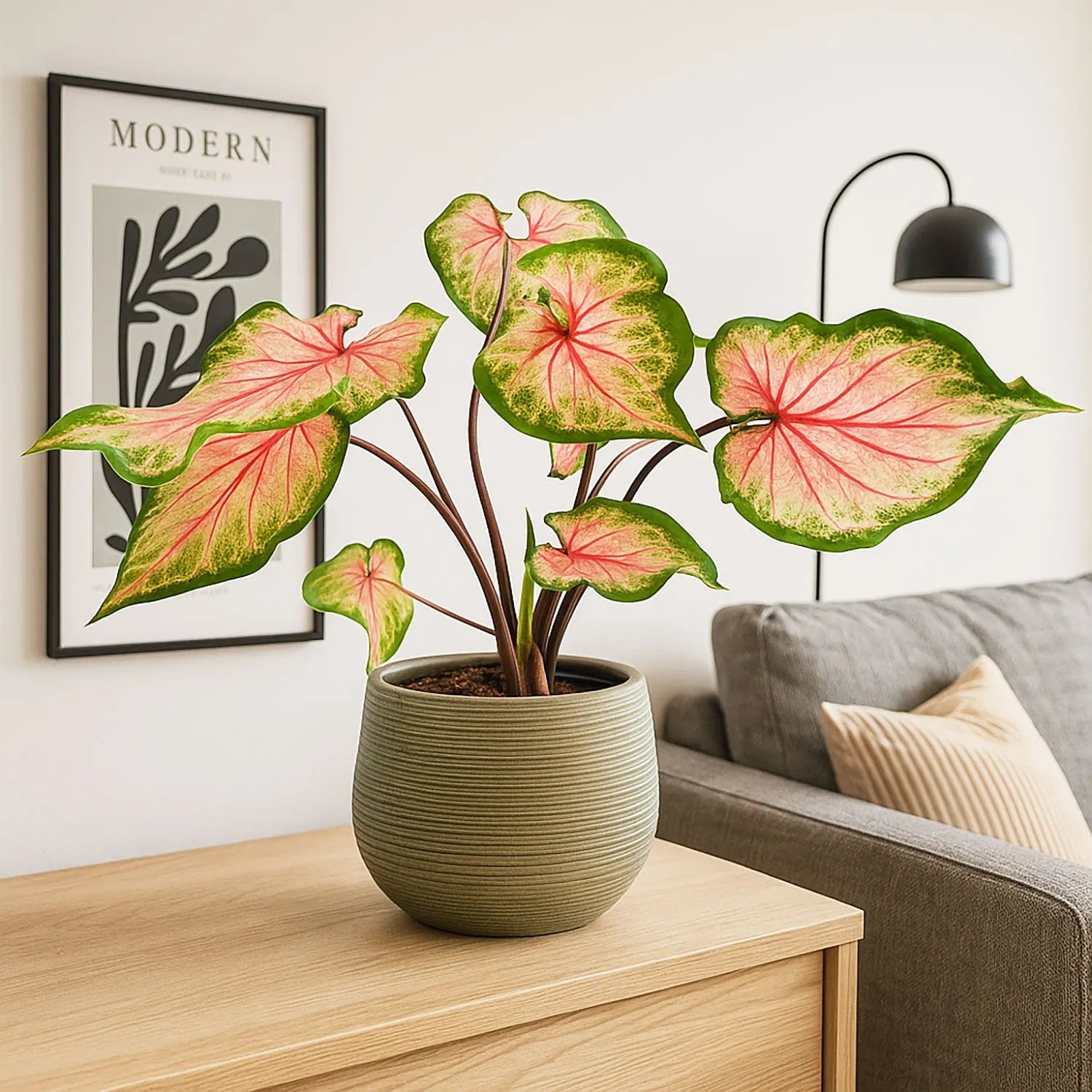 20 - 30cm Caladium Bicolour Elephant Ear 12cm Pot House Plant