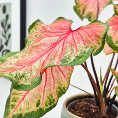 20 - 30cm Caladium Bicolour Elephant Ear 12cm Pot House Plant