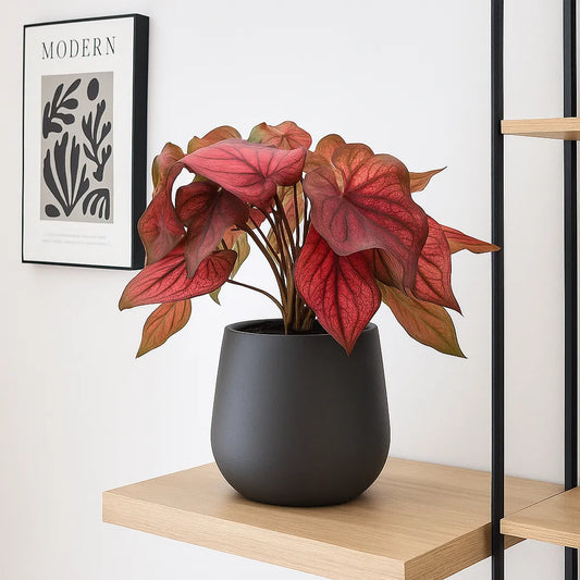 20 - 30cm Caladium Burgundy Elephant Ear 12cm Pot House Plant