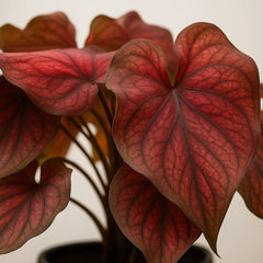 burgundy elephant ear plant 20