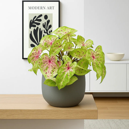 20 - 30cm Caladium Miss Muffet Elephant Ear 12cm Pot House Plant