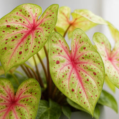 20 - 30cm Caladium Miss Muffet Elephant Ear 12cm Pot House Plant