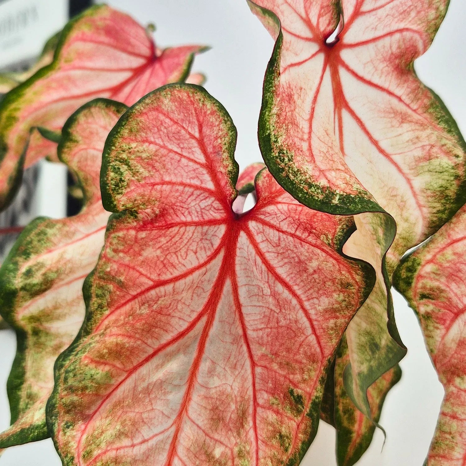plant that looks like pink elephant ears 20