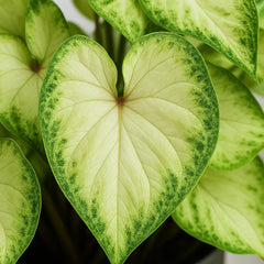 20 - 30cm Caladium Pure White Elephant Ear 12cm Pot House Plant