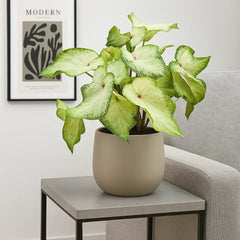 20 - 30cm Caladium Pure White Elephant Ear 12cm Pot House Plant