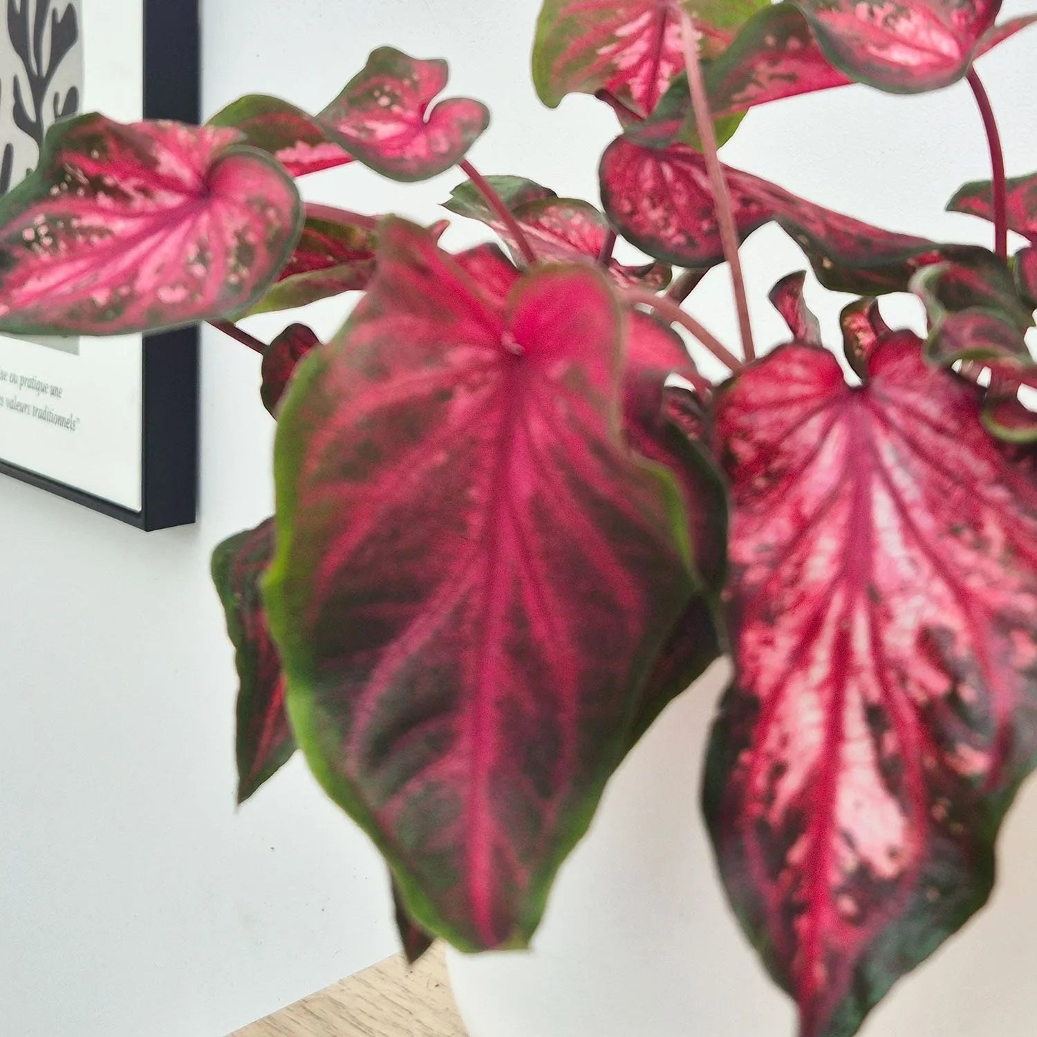 20 - 30cm Caladium Red Elephant Ear 12cm Pot House Plant