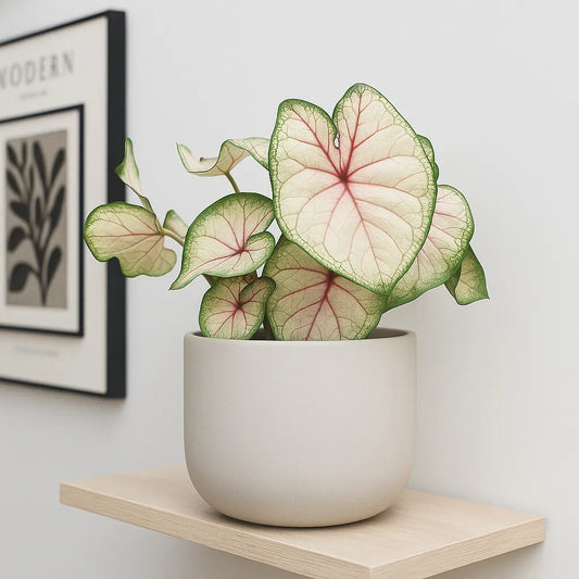 20 - 30cm Caladium White Elephant Ear 12cm Pot House Plant