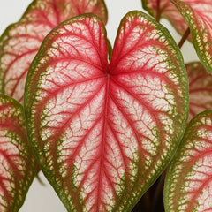 20 - 30cm Caladium Xplosion Elephant Ear 12cm Pot House Plant
