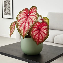 20 - 30cm Caladium Xplosion Elephant Ear 12cm Pot House Plant