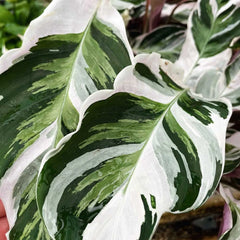 20 - 30cm Calathea White Fusion Prayer Plant 14cm Pot House Plant