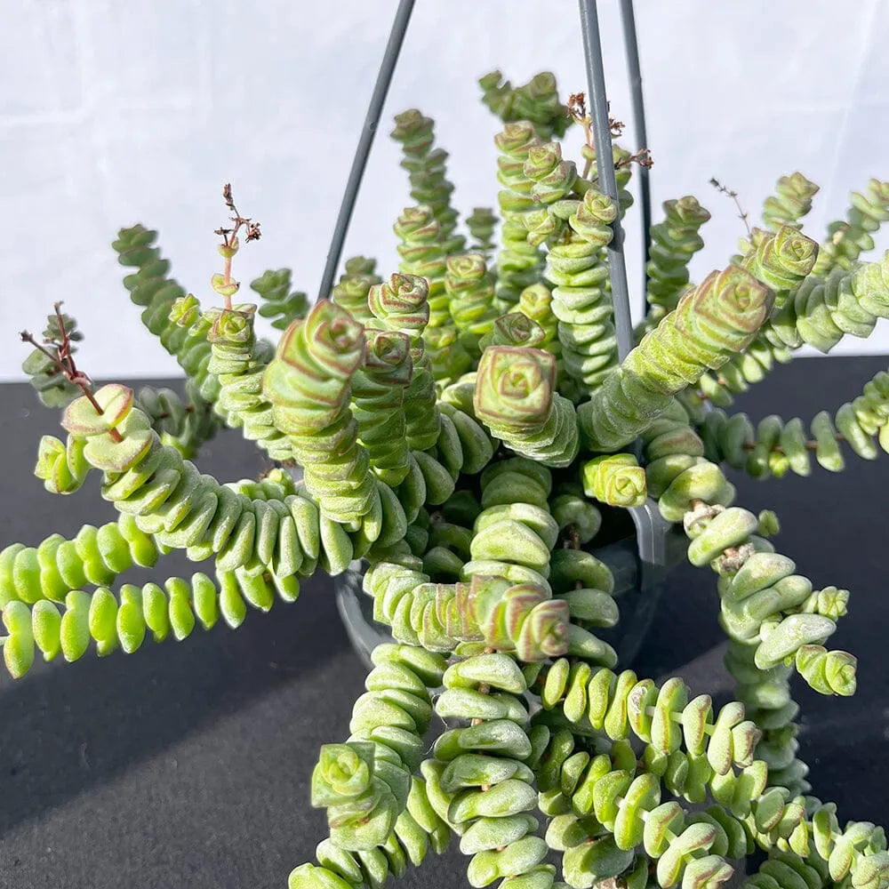 crassula hottentot succulent 20