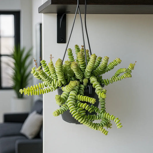 20 - 30cm Crassula Hottentot Succulent in Hanging 14cm Pot