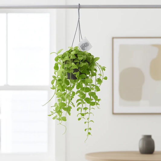 20 - 30cm Dischidia Imbricata Houseplant in Hanging 14cm Pot