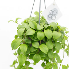 20 - 30cm Dischidia Imbricata Houseplant in Hanging 14cm Pot