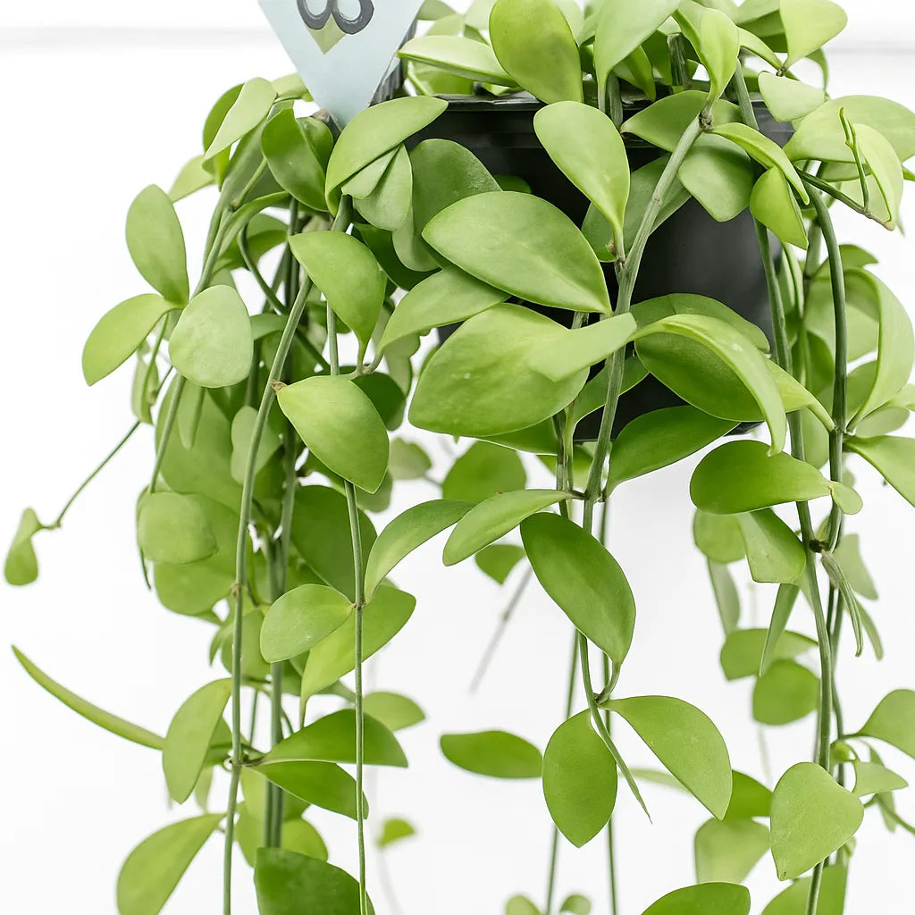 20 - 30cm Dischidia Oinantha Houseplant in Hanging 14cm Pot