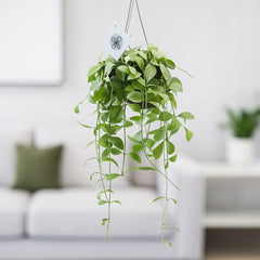 20 - 30cm Dischidia Oinantha Houseplant in Hanging 14cm Pot