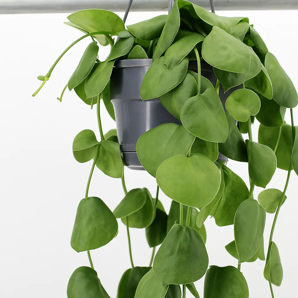 20 - 30cm Dischidia Platyphylla Houseplant in Hanging 14cm Pot