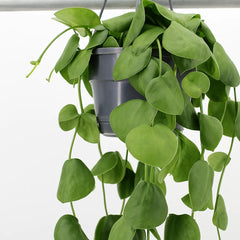 20 - 30cm Dischidia Platyphylla Houseplant in Hanging 14cm Pot