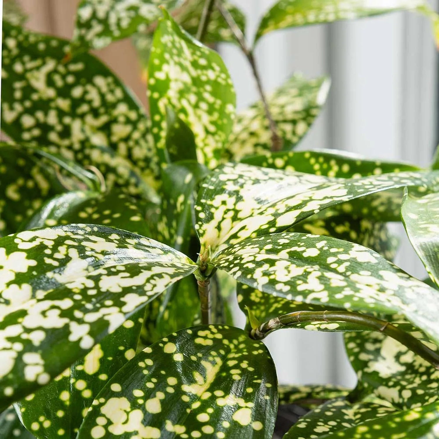 20 - 30cm Dracaena Florida Beauty Surculosa 13cm Pot House Plant