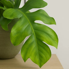 20 - 30cm Epiphyllum Chrysocardium Fern Leaf Cactus 11cm Pot House Plant