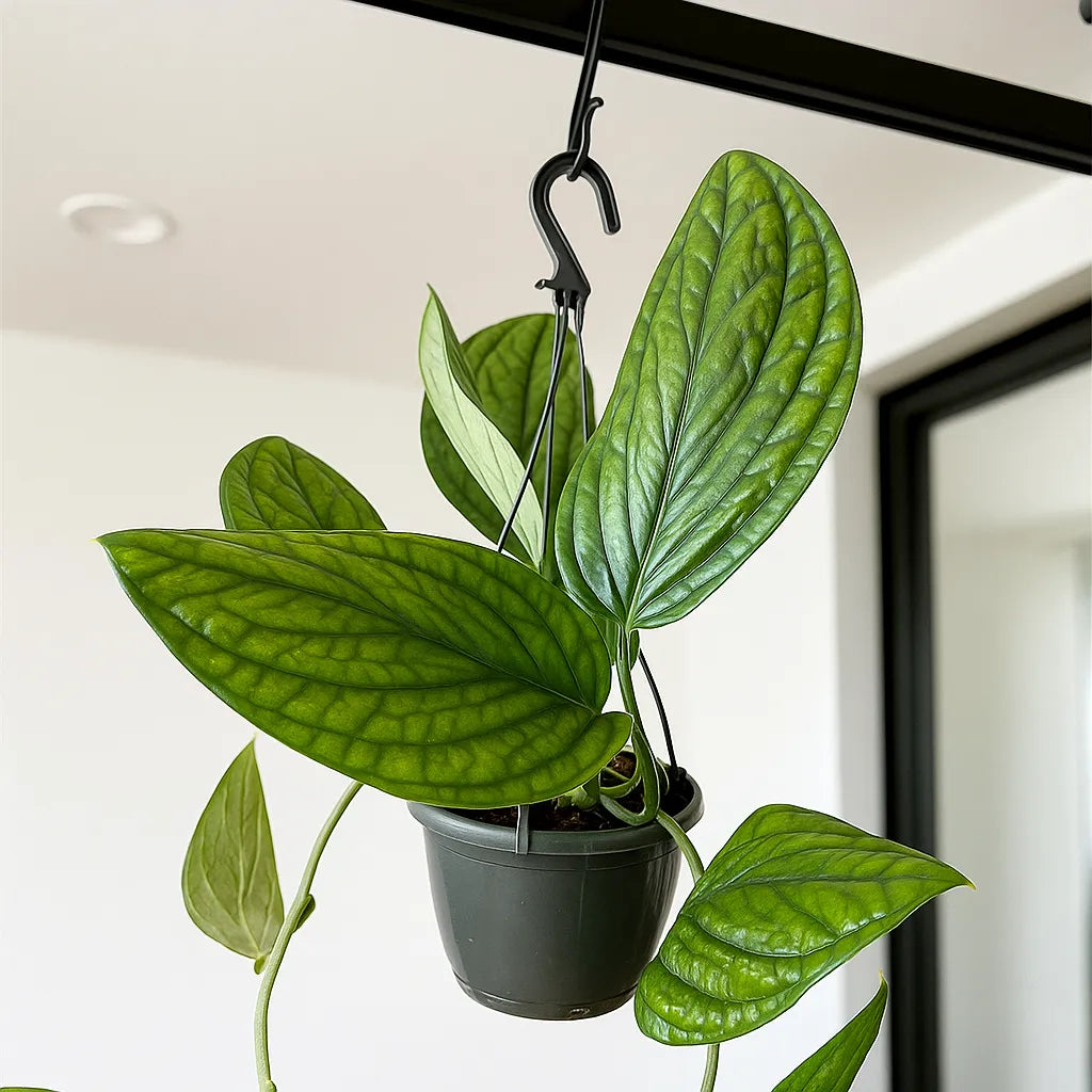 20 - 30cm Epipremnum pinnatum Marble Planet in Hanging Pot 15cm Pot House Plant