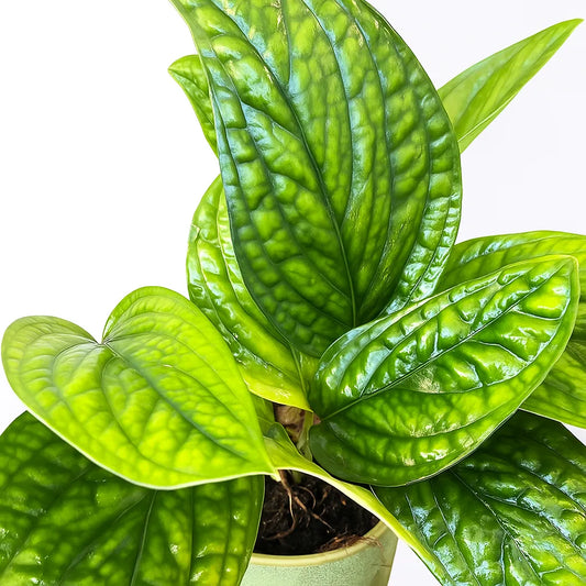 20 - 30cm Epipremnum pinnatum Marble Planet in Hanging Pot 15cm Pot House Plant