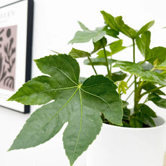 20 - 30cm Fatsia Japonica 12cm Pot House Plant