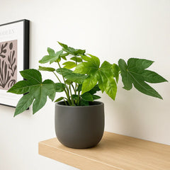 20 - 30cm Fatsia Japonica 12cm Pot House Plant