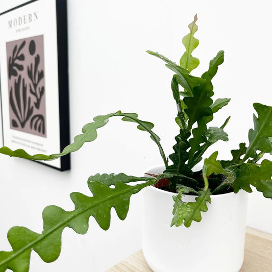 20 - 30cm Fishbone Cactus Epiphyllum Anguliger 13cm Pot House Plant