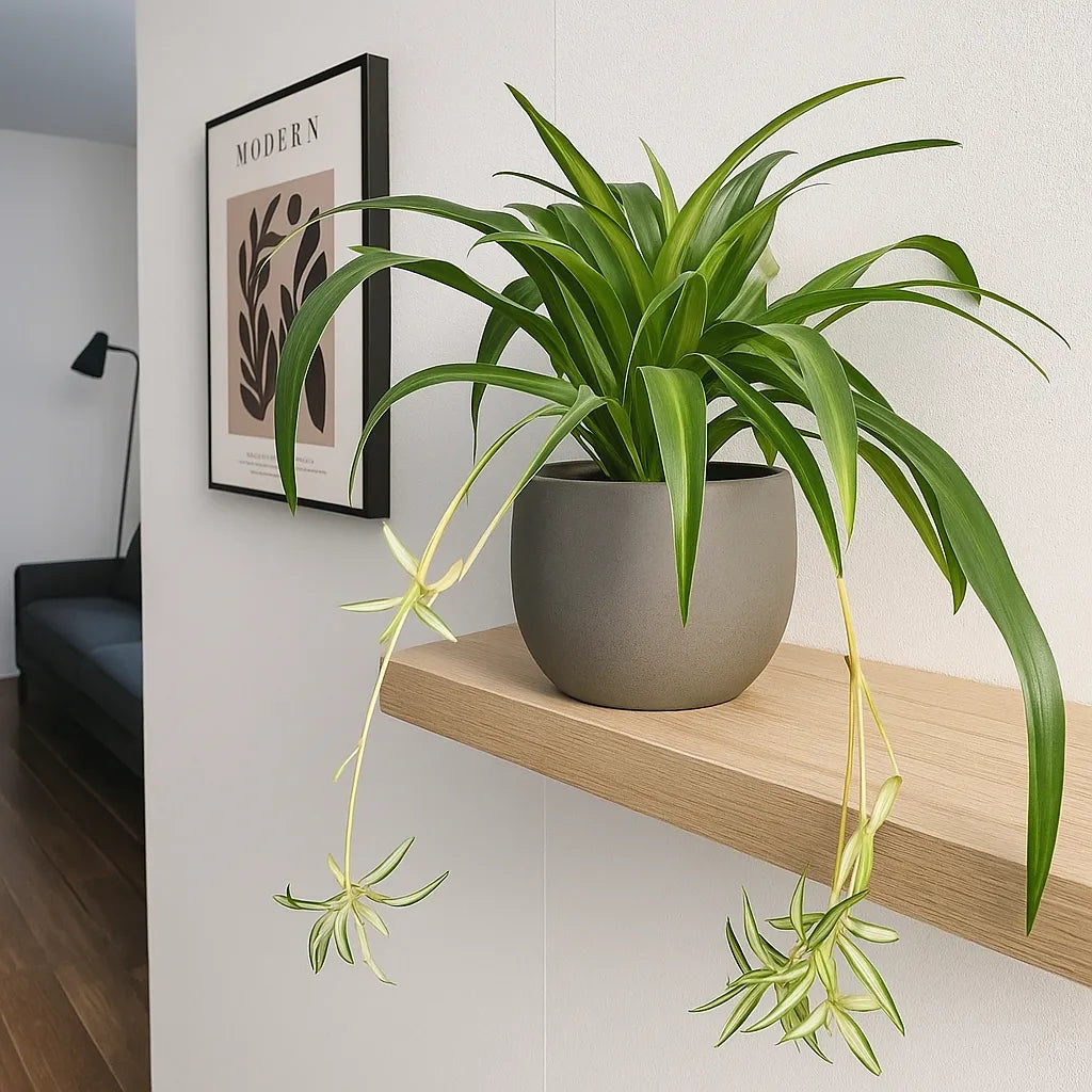 20 - 30cm Green Chlorophytum Comosum in Hanging 14cm Pot