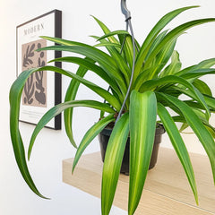 20 - 30cm Green Chlorophytum Comosum in Hanging 14cm Pot