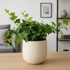 ivy house plant 20