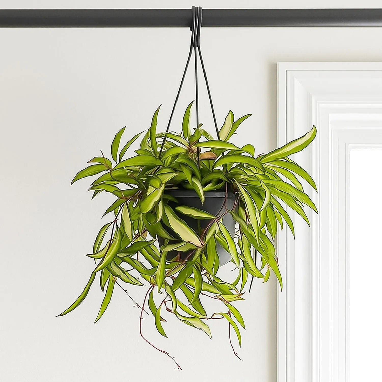 20 - 30cm Hoya Wayetti Variegated Wax House Plant in 14cm Hanging Pot