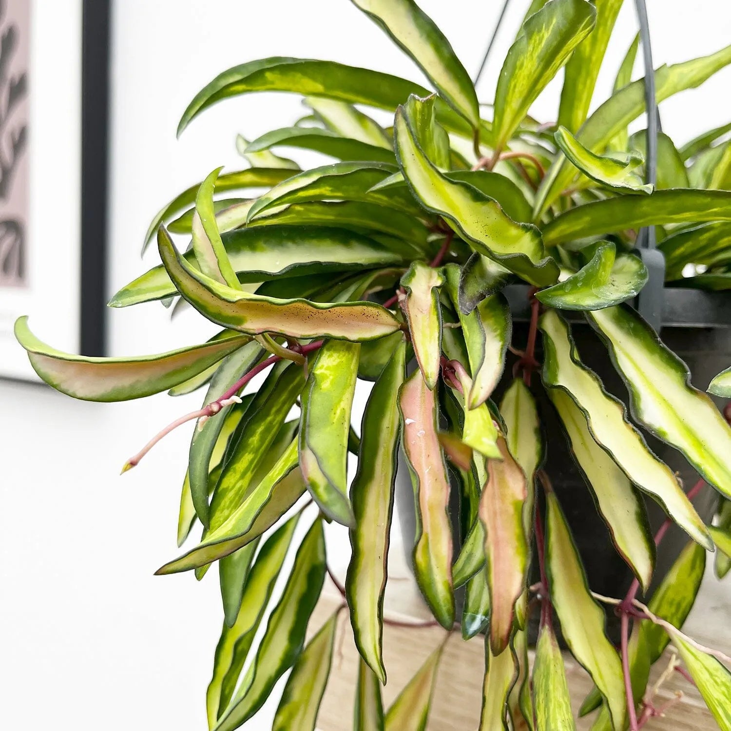 20 - 30cm Hoya Wayetti Variegated Wax House Plant in 14cm Hanging Pot