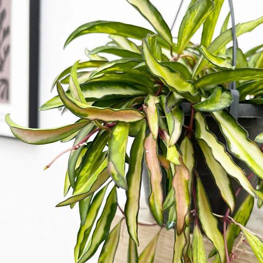 20 - 30cm Hoya Wayetti Variegated Wax House Plant in 14cm Hanging Pot